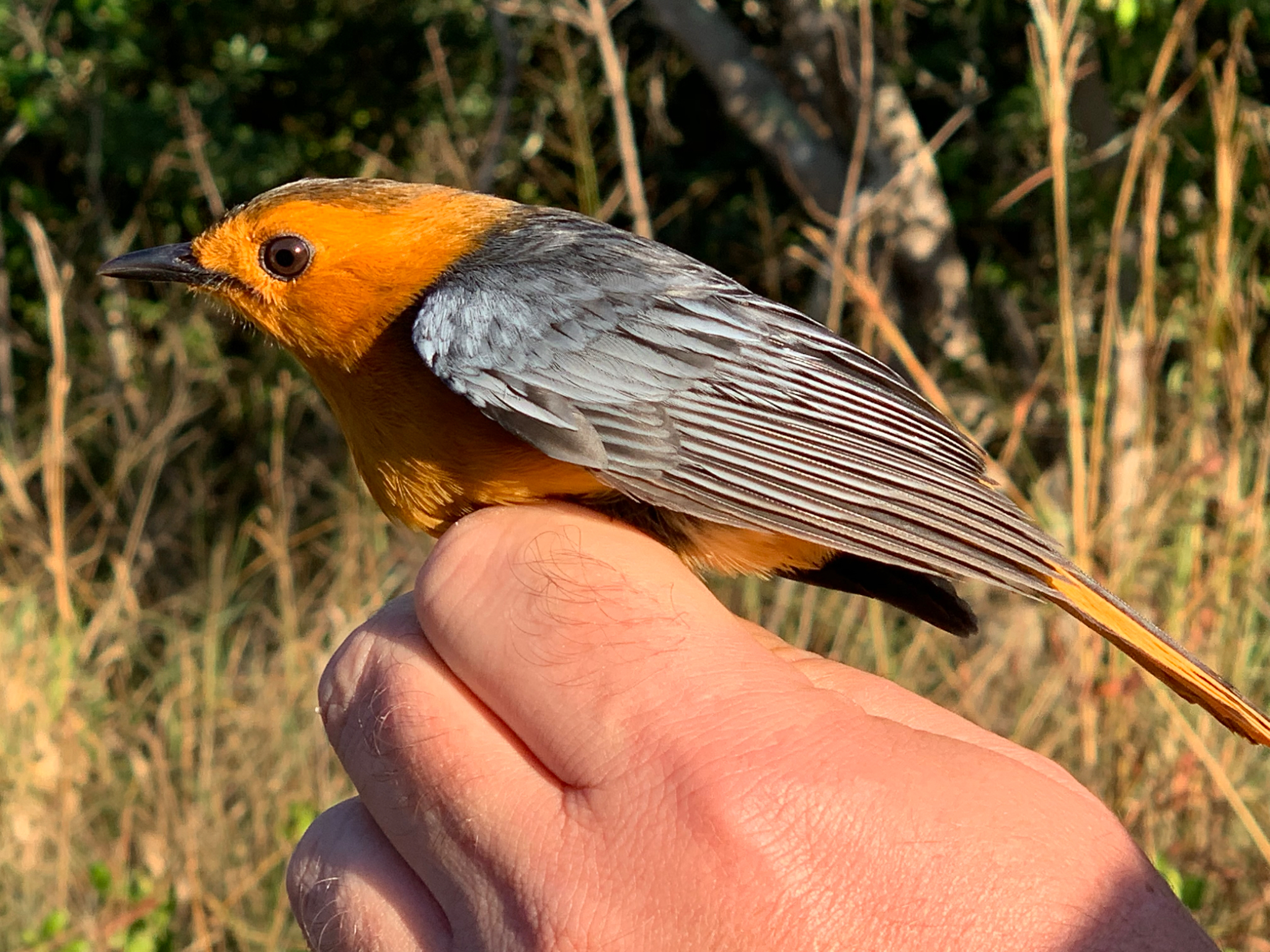 Red capped Robin chat 